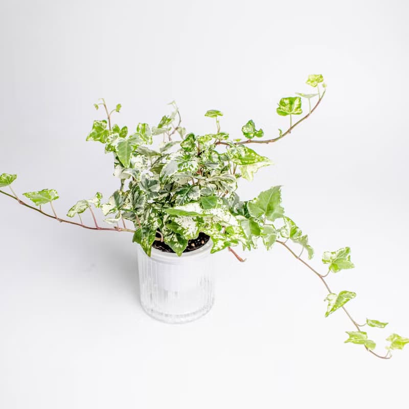 常春藤 免澆水盆栽 室內植物 觀葉植物  禮物 辦公室小物
