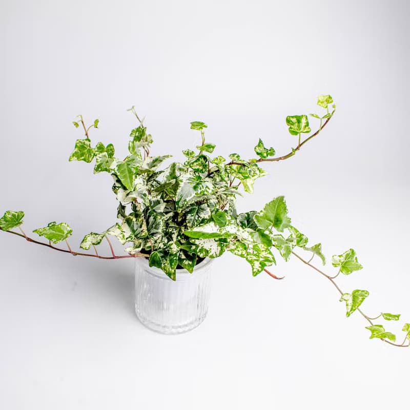 常春藤 免澆水盆栽 室內植物 觀葉植物  禮物 辦公室小物