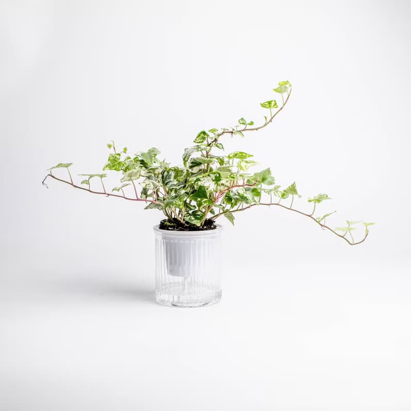 常春藤 免澆水盆栽 室內植物 觀葉植物  禮物 辦公室小物
