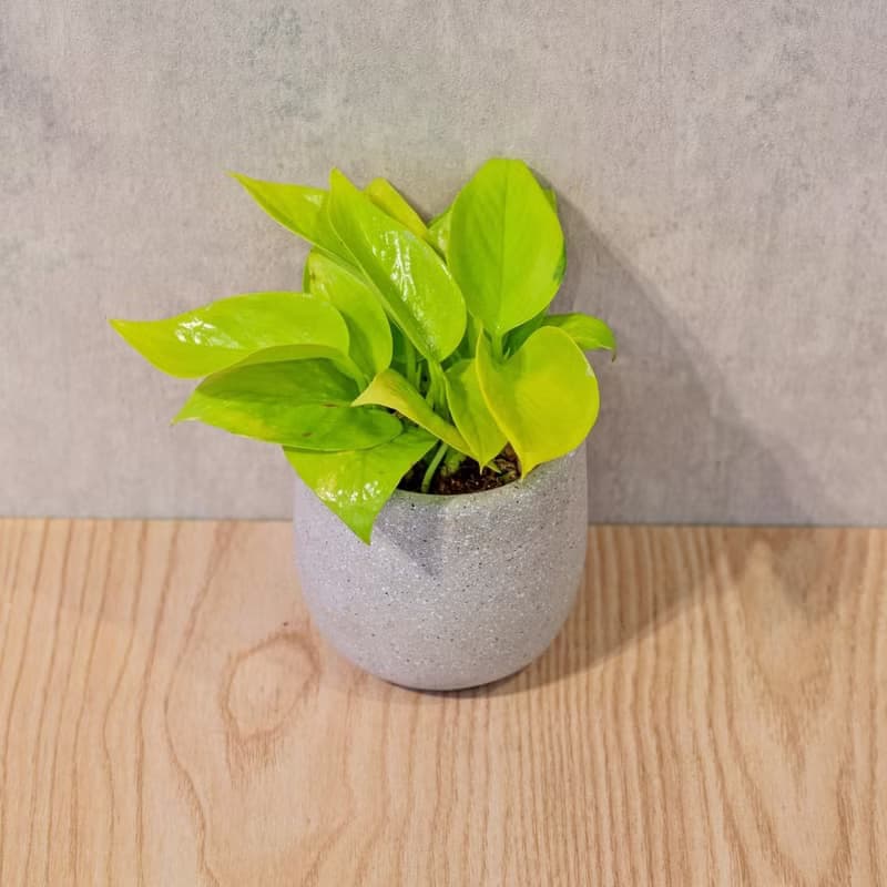 陽光葛 桌上型水泥盆栽 觀葉植物 禮物 盆栽 交換禮物 植物