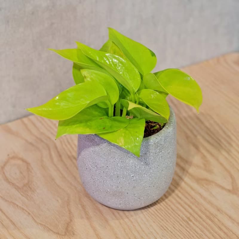 陽光葛 桌上型水泥盆栽 觀葉植物 禮物 盆栽 交換禮物 植物