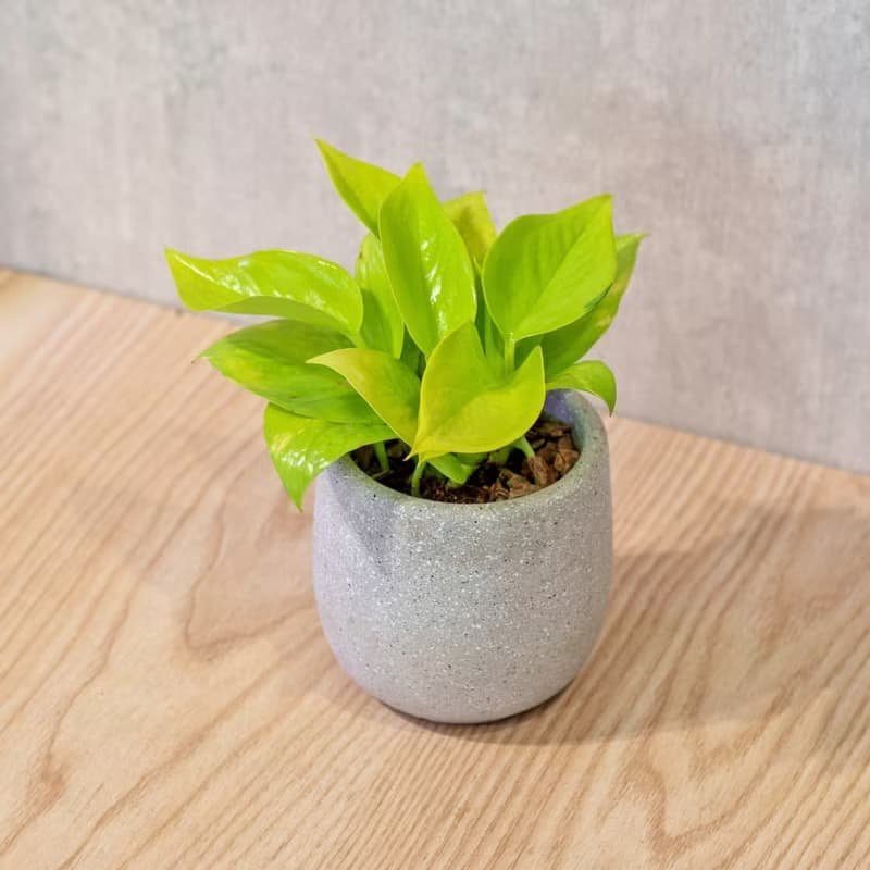 陽光葛 桌上型水泥盆栽 觀葉植物 禮物 盆栽 交換禮物 植物