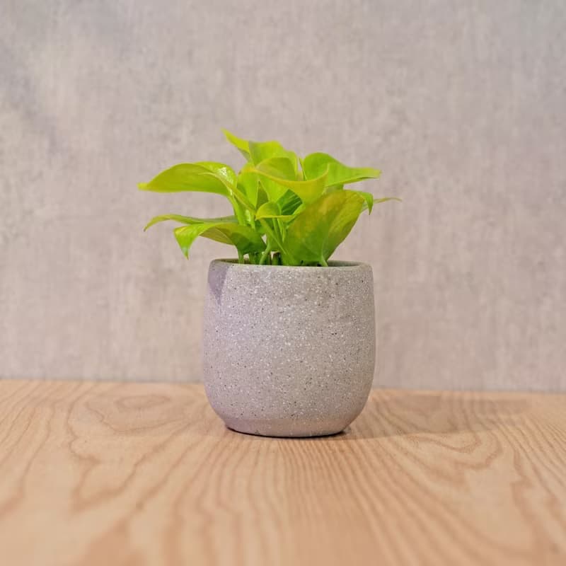 陽光葛 桌上型水泥盆栽 觀葉植物 禮物 盆栽 交換禮物 植物