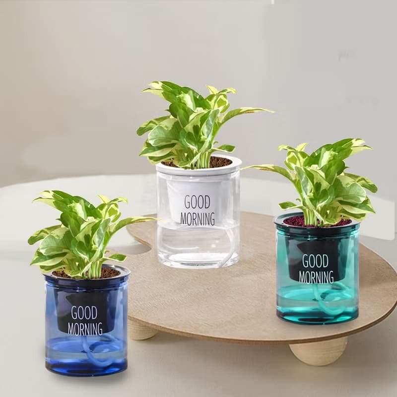 植栽 室內盆栽 白金葛 懶人盆栽
