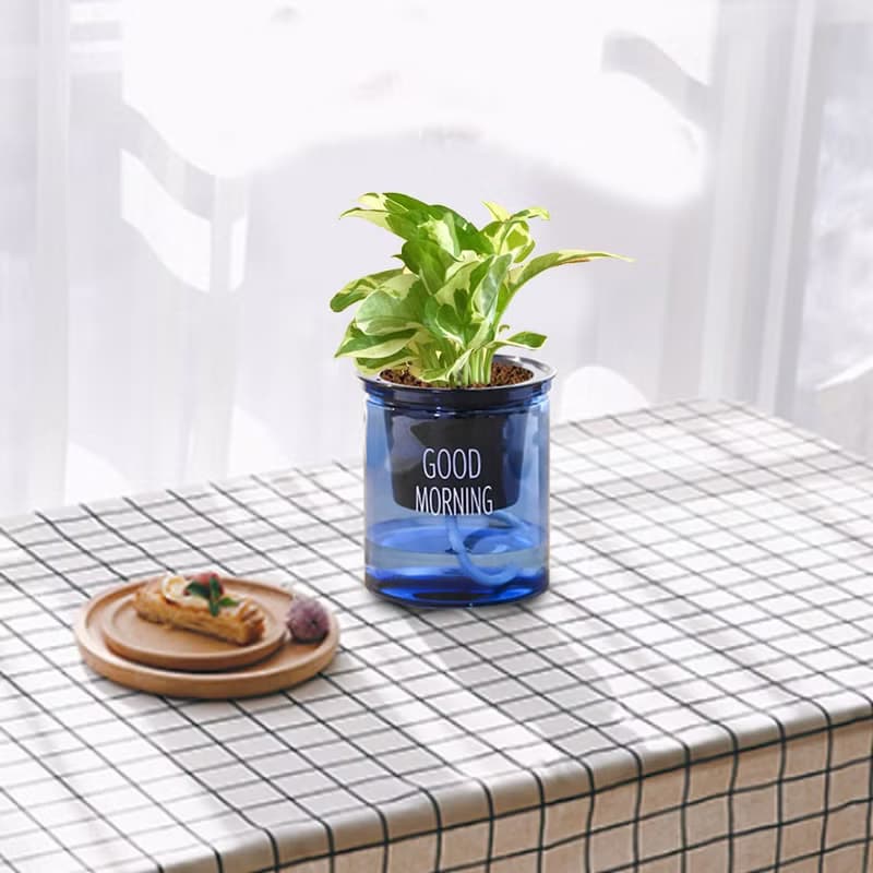 植栽 室內盆栽 白金葛 懶人盆栽