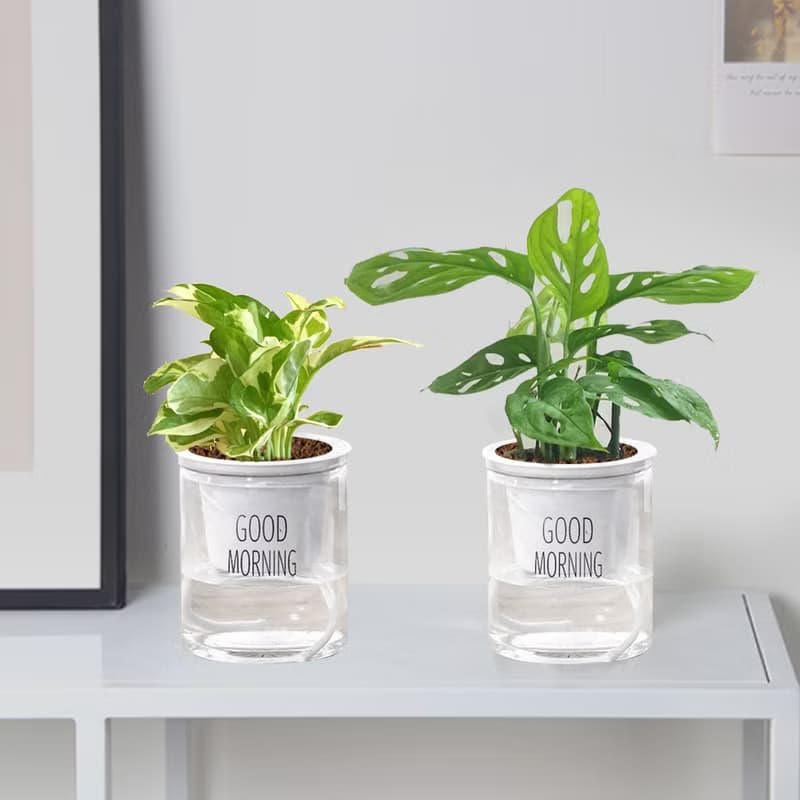 植栽 室內盆栽 白金葛 懶人盆栽