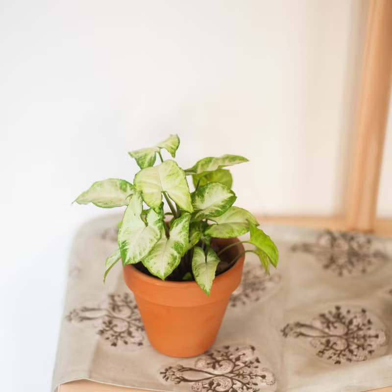 【居家植栽】綠精靈合果芋 | 耐陰植栽 | 辦公室盆栽