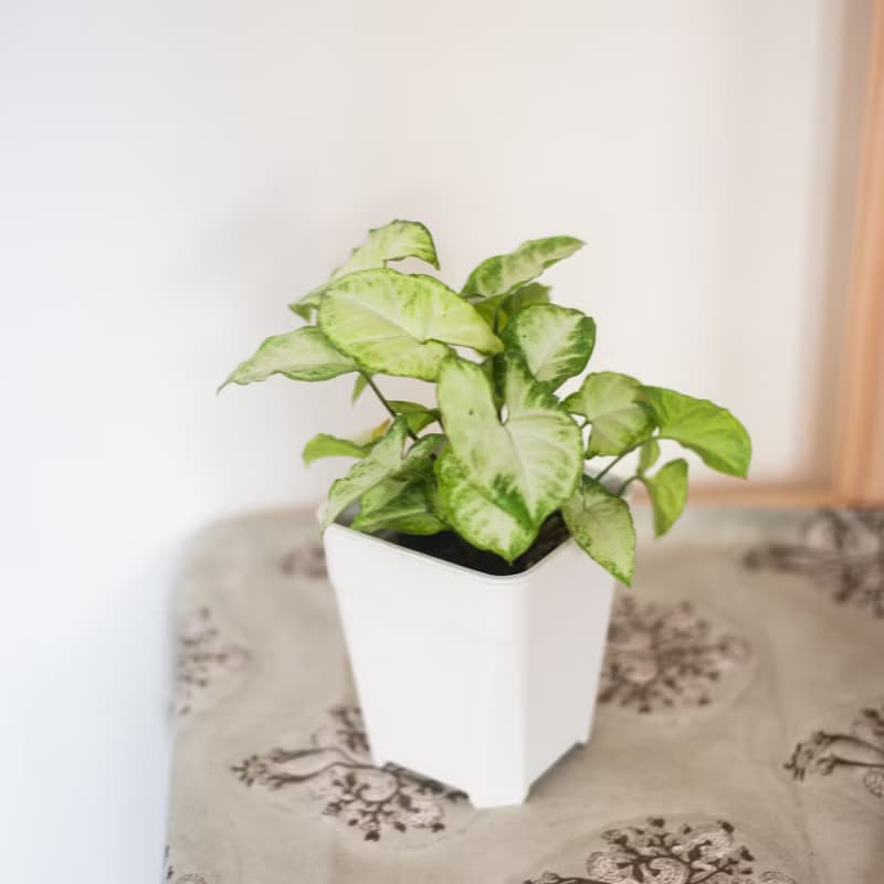 【居家植栽】綠精靈合果芋 | 耐陰植栽 | 辦公室盆栽