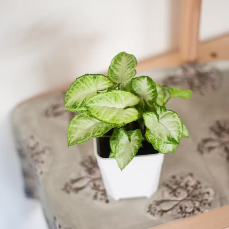 【居家植栽】綠精靈合果芋 | 耐陰植栽 | 辦公室盆栽