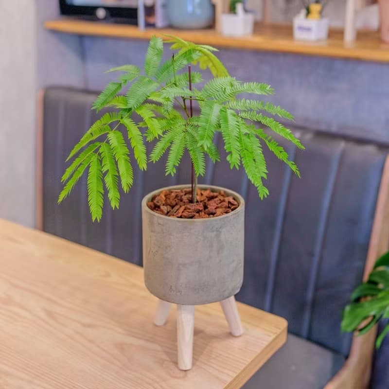 小豆樹 水泥盆栽 落地盆栽 小高木腳水泥盆栽 開幕送禮 喬遷禮物