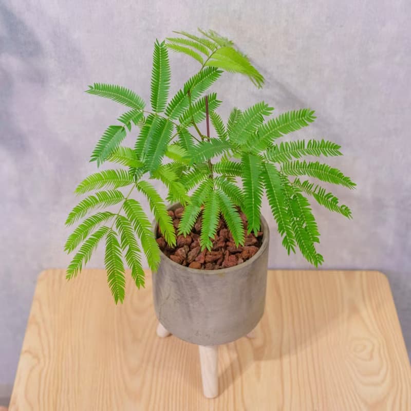 小豆樹 水泥盆栽 落地盆栽 小高木腳水泥盆栽 開幕送禮 喬遷禮物