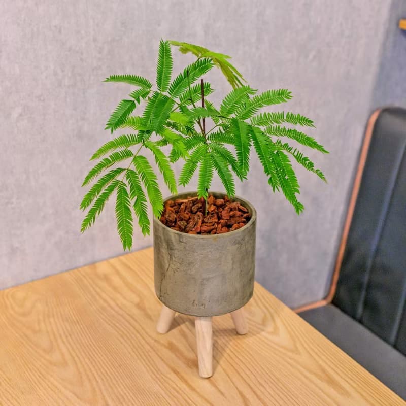 小豆樹 水泥盆栽 落地盆栽 小高木腳水泥盆栽 開幕送禮 喬遷禮物