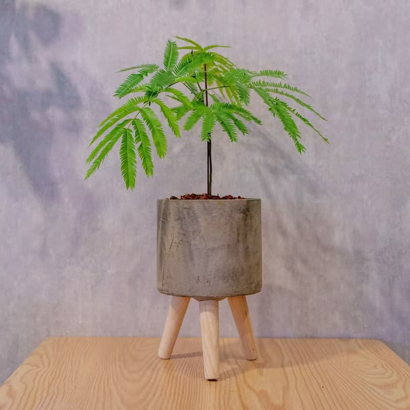小豆樹 水泥盆栽 落地盆栽 小高木腳水泥盆栽 開幕送禮 喬遷禮物