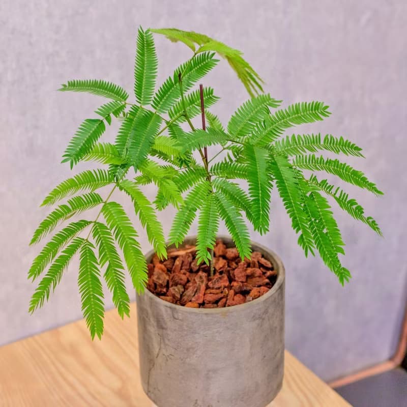 小豆樹 水泥盆栽 落地盆栽 小高木腳水泥盆栽 開幕送禮 喬遷禮物