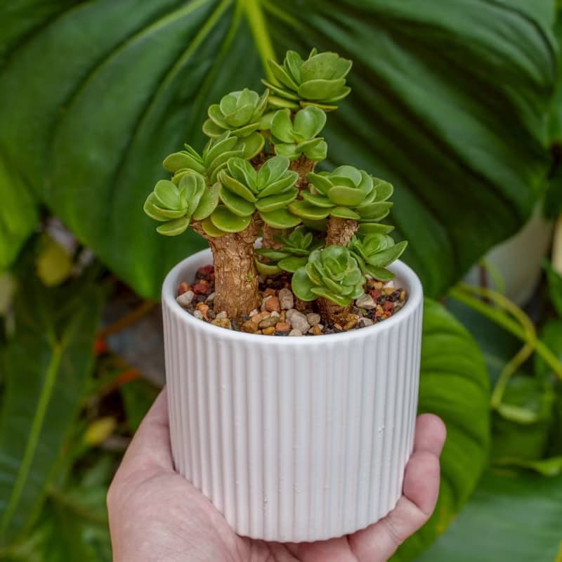 雲葉古木 莫蘭迪色系直紋陶盆 室內植物 觀葉植物 禮物 盆栽 交換