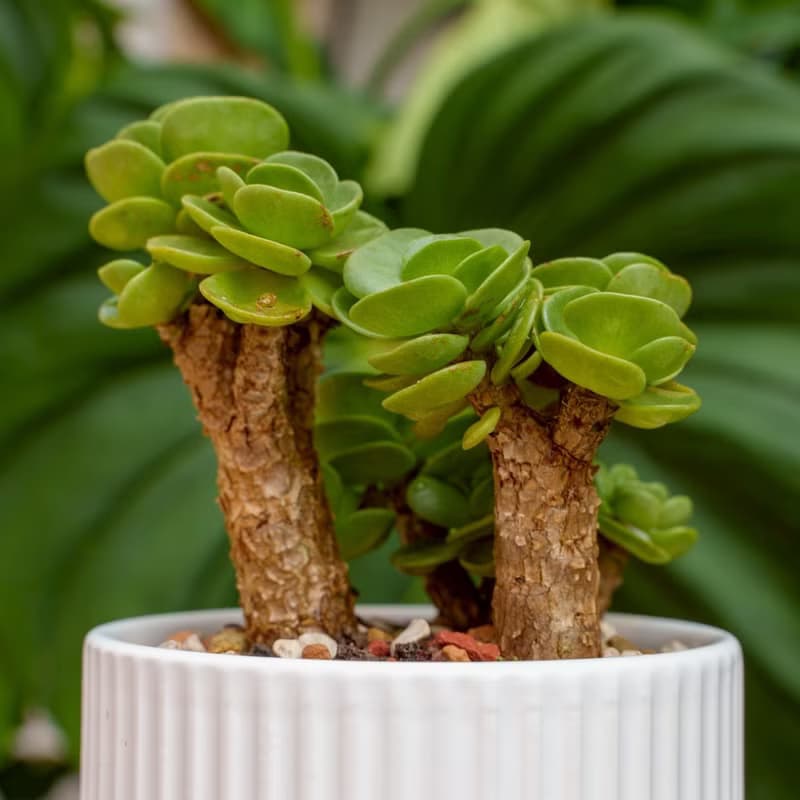 雲葉古木 莫蘭迪色系直紋陶盆 室內植物 觀葉植物 禮物 盆栽 交換