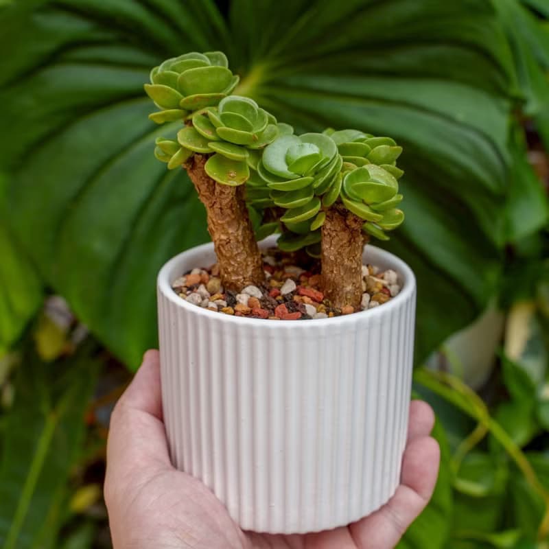 雲葉古木 莫蘭迪色系直紋陶盆 室內植物 觀葉植物 禮物 盆栽 交換
