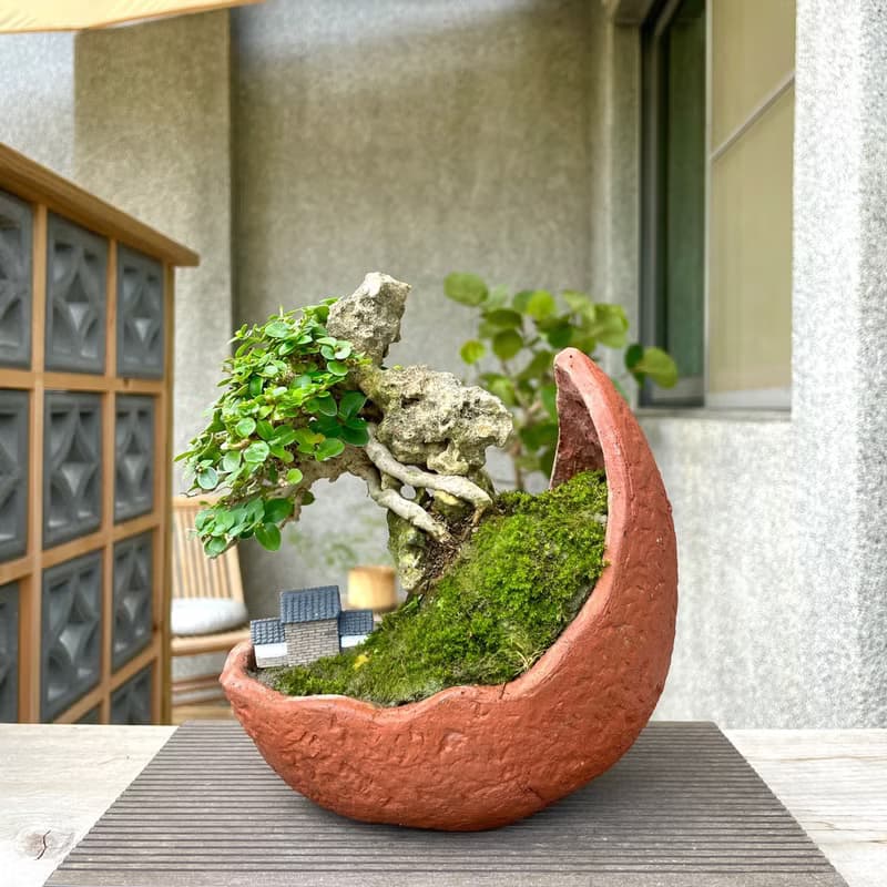 小品盆栽-壽娘子 附石組合盆景 送禮