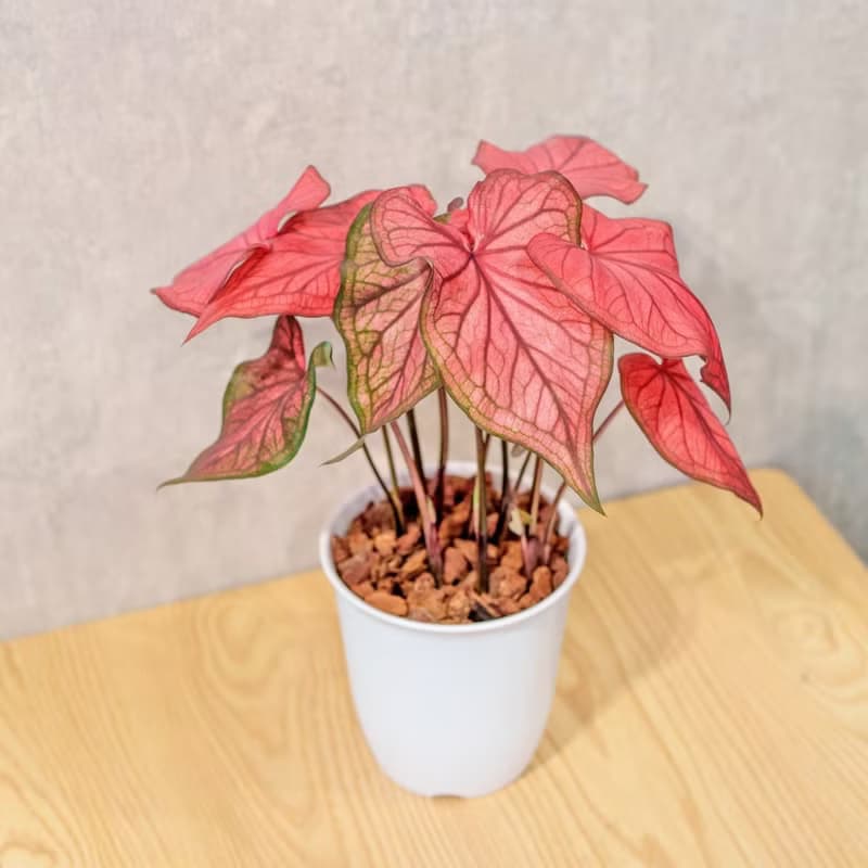 沙漠落日 彩葉芋 日式塑陶盆 室內植物 觀葉植物 禮物 辦公室小物