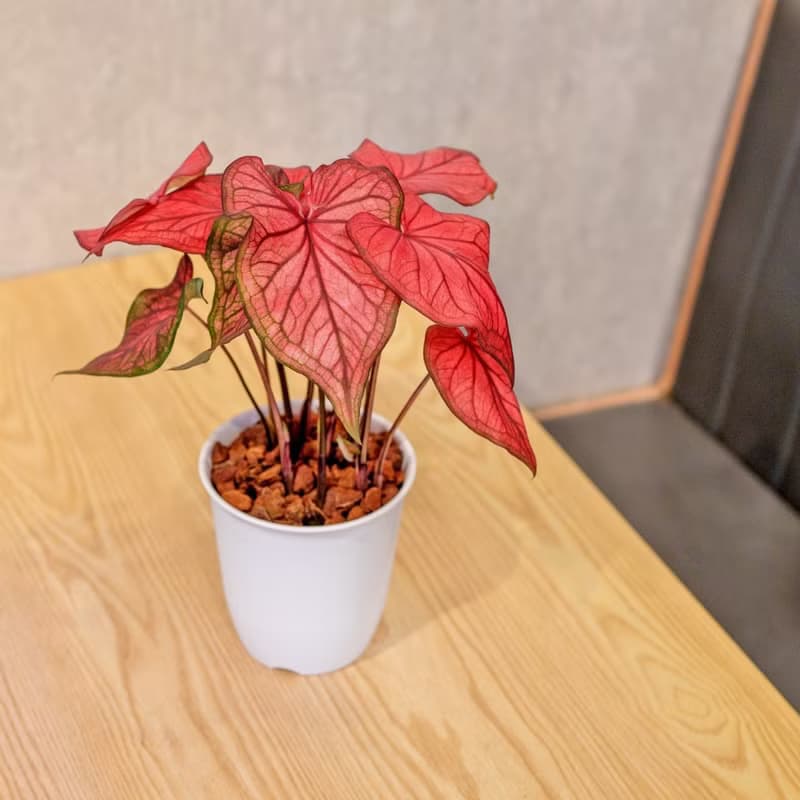 沙漠落日 彩葉芋 日式塑陶盆 室內植物 觀葉植物 禮物 辦公室小物