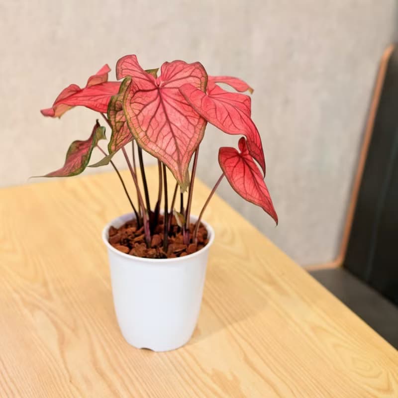 沙漠落日 彩葉芋 日式塑陶盆 室內植物 觀葉植物 禮物 辦公室小物
