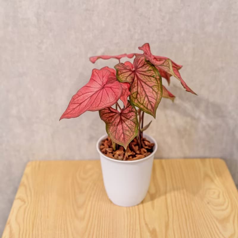 沙漠落日 彩葉芋 日式塑陶盆 室內植物 觀葉植物 禮物 辦公室小物