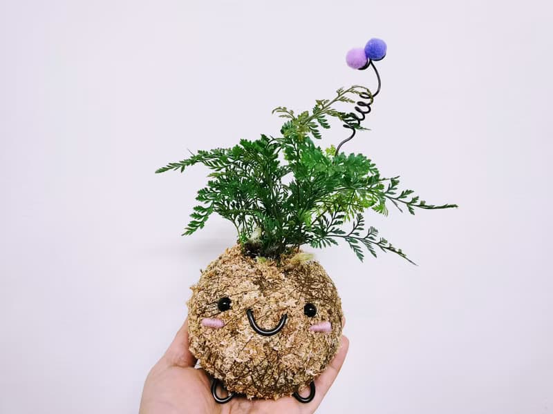 創意苔球│兔腳蕨│室內植物│窗邊植物│觀葉植物