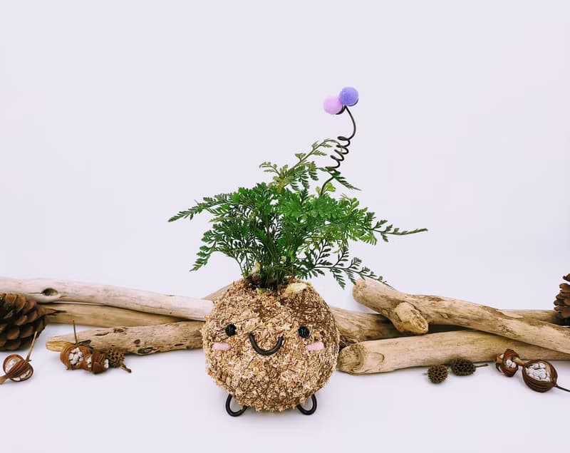 創意苔球│兔腳蕨│室內植物│窗邊植物│觀葉植物