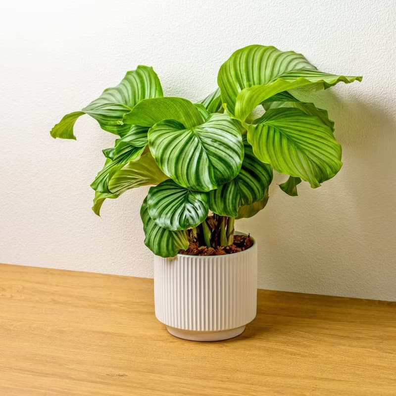 青蘋果竹芋 直線條白陶盆栽 開幕盆栽推薦 桌上盆栽 送禮