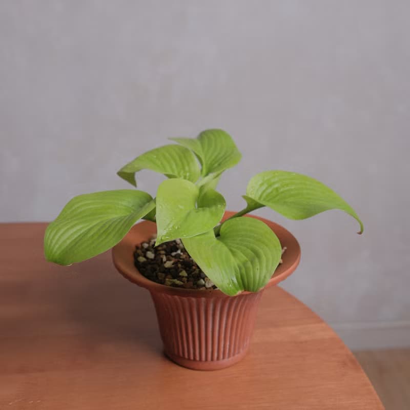 玉簪/耐陰植物