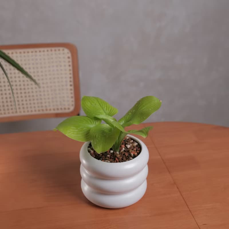 玉簪/耐陰植物