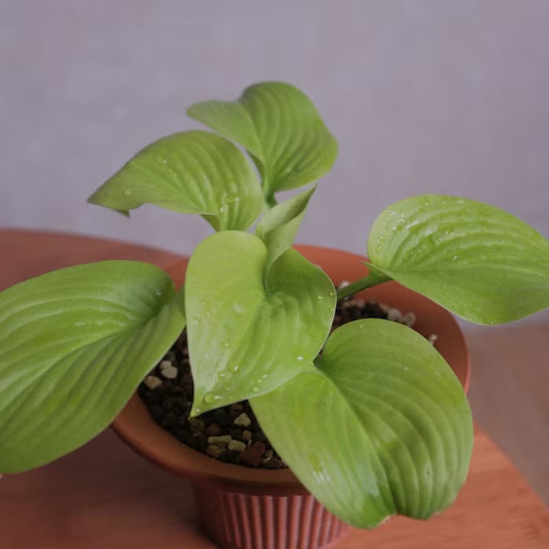 玉簪/耐陰植物