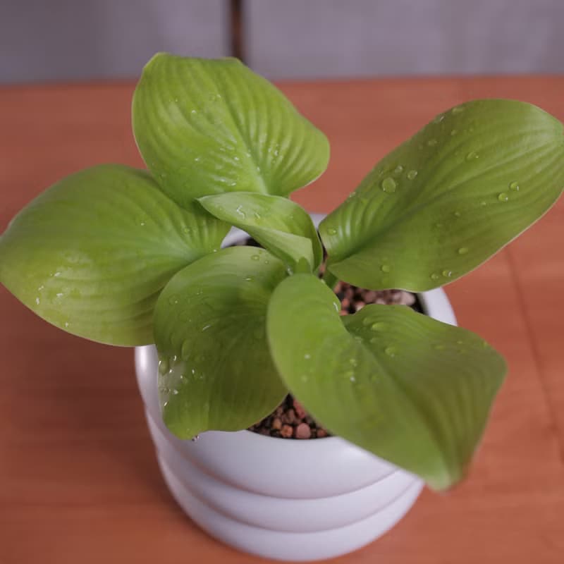 玉簪/耐陰植物