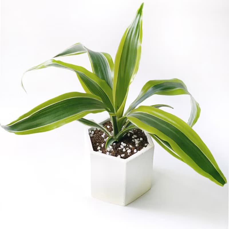(現貨) 活力黃系列 | 檸檬千年木 六邊形水泥觀葉植栽 室內植栽