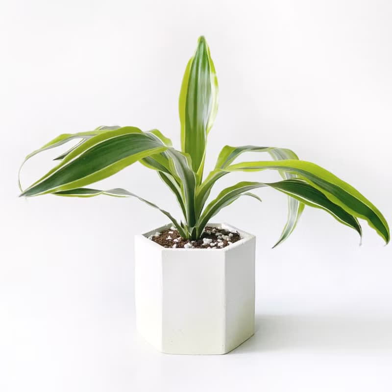 (現貨) 活力黃系列 | 檸檬千年木 六邊形水泥觀葉植栽 室內植栽