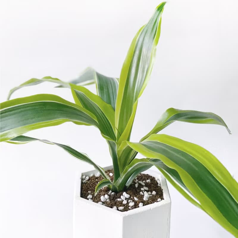 (現貨) 活力黃系列 | 檸檬千年木 六邊形水泥觀葉植栽 室內植栽
