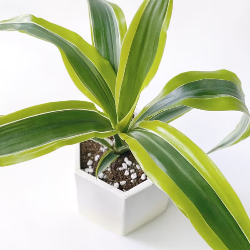(現貨) 活力黃系列 | 檸檬千年木 六邊形水泥觀葉植栽 室內植栽