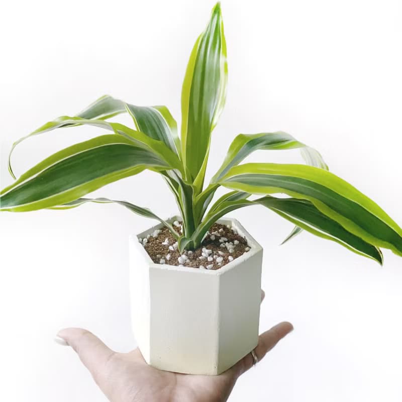 (現貨) 活力黃系列 | 檸檬千年木 六邊形水泥觀葉植栽 室內植栽
