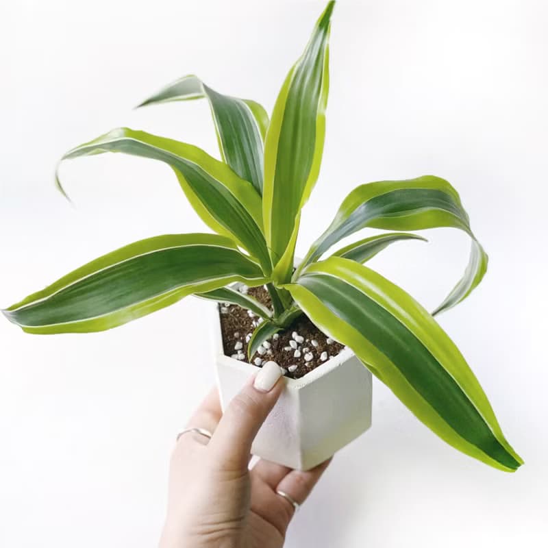 (現貨) 活力黃系列 | 檸檬千年木 六邊形水泥觀葉植栽 室內植栽