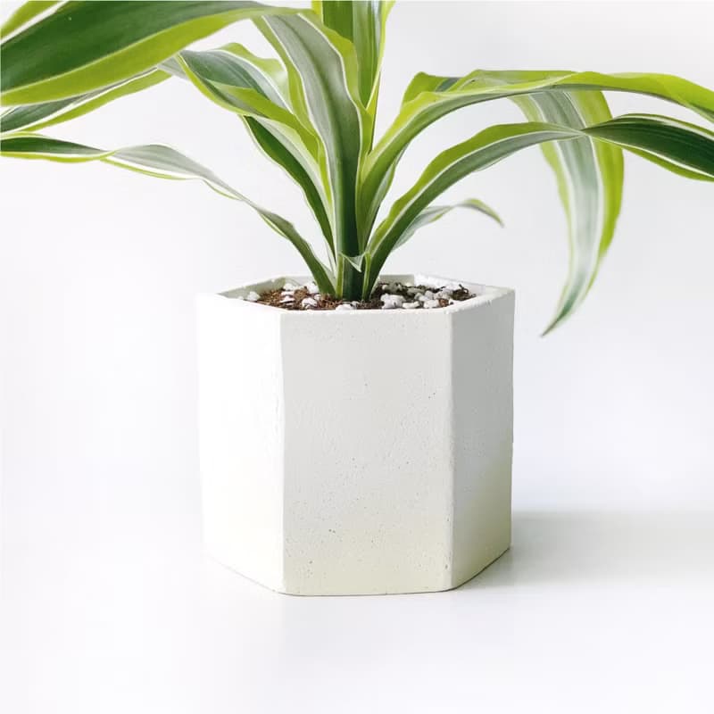 (現貨) 活力黃系列 | 檸檬千年木 六邊形水泥觀葉植栽 室內植栽