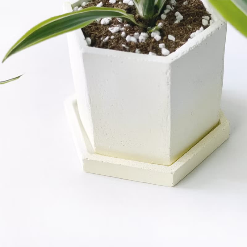 (現貨) 活力黃系列 | 檸檬千年木 六邊形水泥觀葉植栽 室內植栽