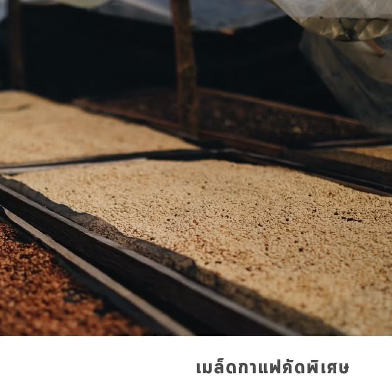 GRAPH |เมล็ดกาแฟ SIGNATURE BLEND -FRUITY FINE SET -ORANGE CHOCOLATE COOKIE 500g.