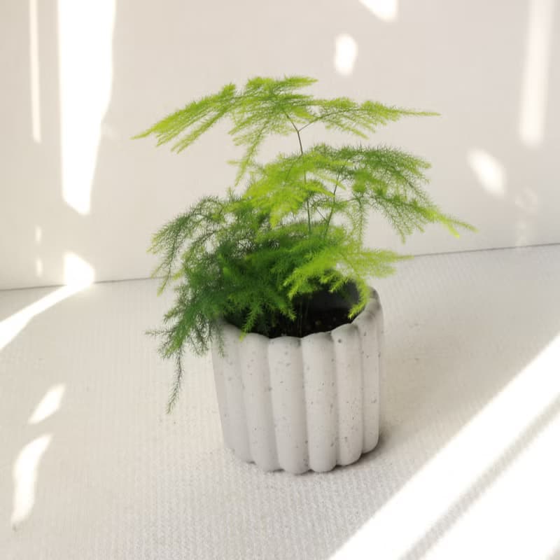 植栽 盆栽 l 文竹(新娘花)  迷人雲狀葉片 室內盆栽 辦公室盆栽