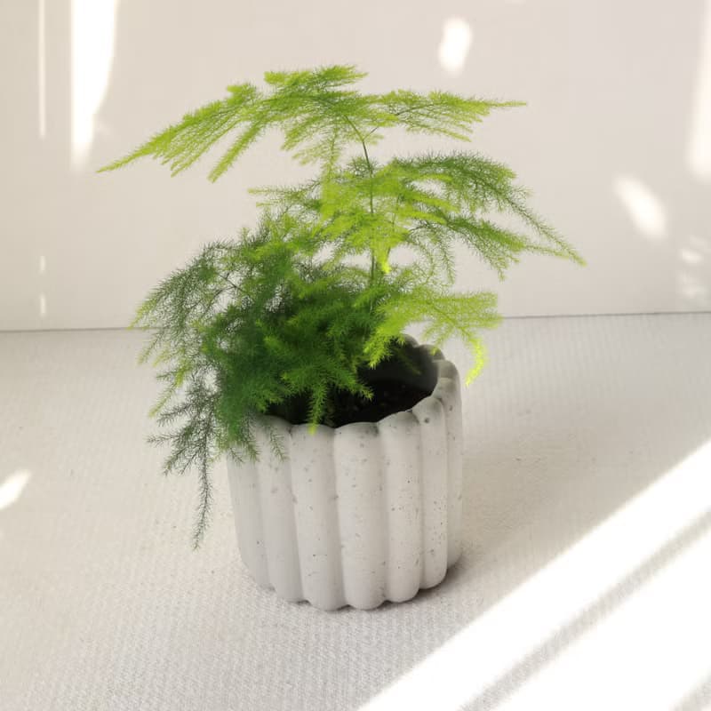 植栽 盆栽 l 文竹(新娘花)  迷人雲狀葉片 室內盆栽 辦公室盆栽