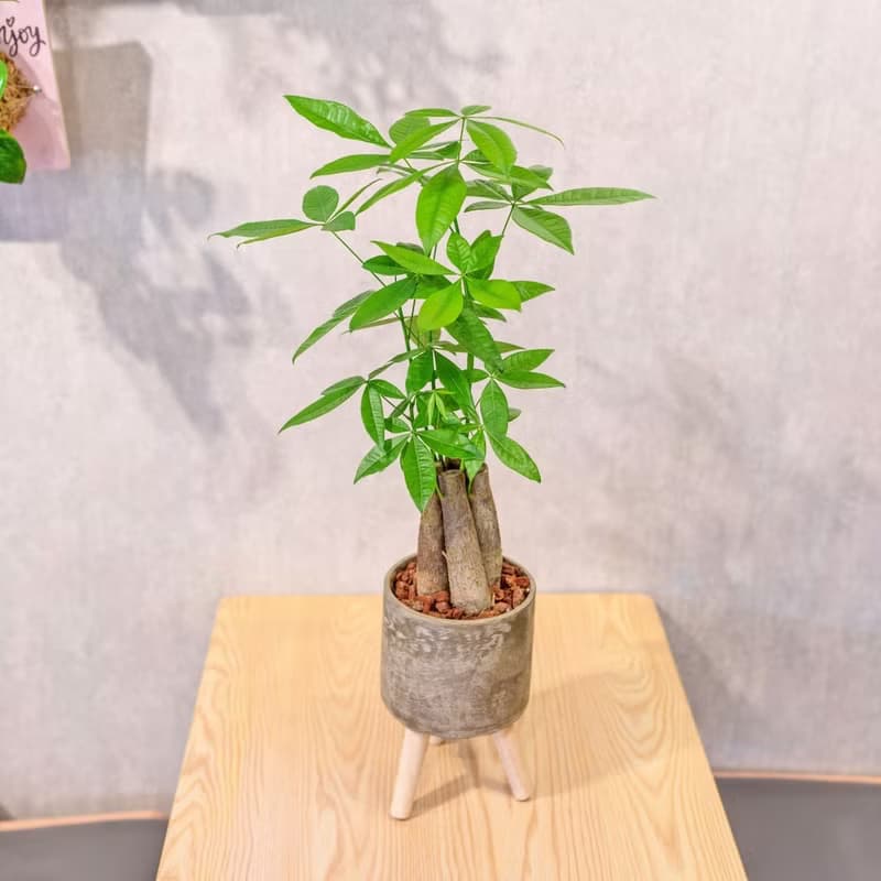 馬拉巴栗植栽 招財樹 室內耐陰植物 發財樹 小高木腳水泥盆栽