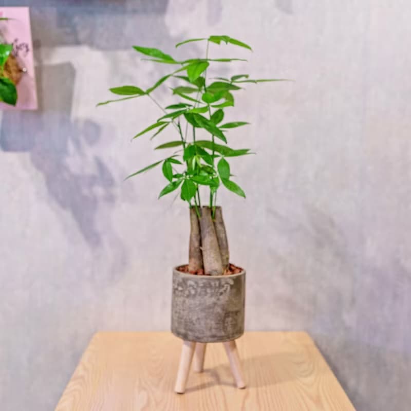 馬拉巴栗植栽 招財樹 室內耐陰植物 發財樹 小高木腳水泥盆栽