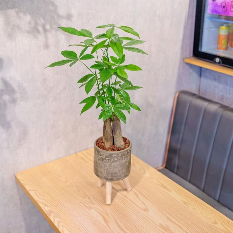 馬拉巴栗植栽 招財樹 室內耐陰植物 發財樹 小高木腳水泥盆栽