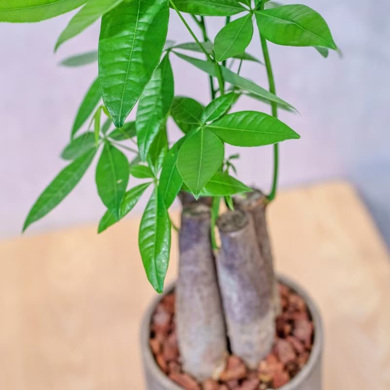 馬拉巴栗植栽 招財樹 室內耐陰植物 發財樹 小高木腳水泥盆栽