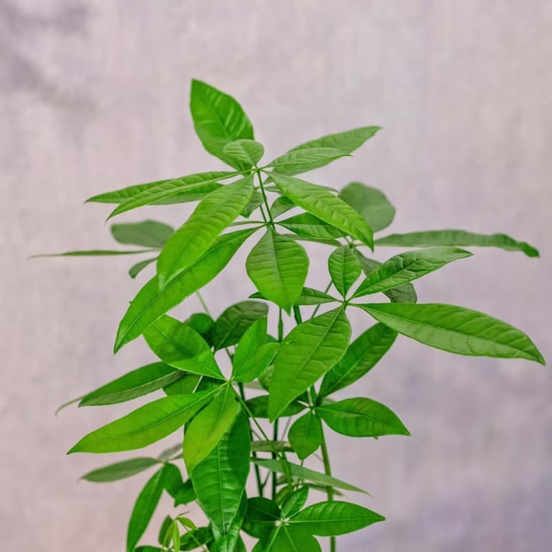 馬拉巴栗植栽 招財樹 室內耐陰植物 發財樹 小高木腳水泥盆栽
