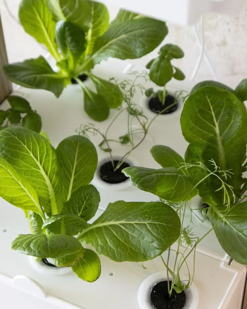 桌上型水耕種菜機 在家自種香草沙律菜 母親節家電